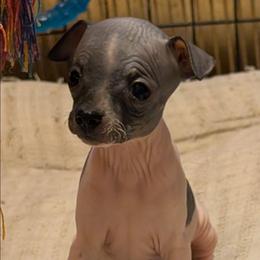 Turkey - White and black female American Hairless Terrier puppy in Phoenix, Arizona from Bare Valley