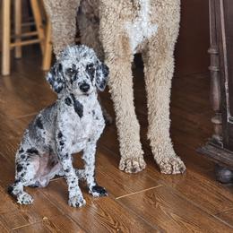 Poodle puppies from Gold Diamond Pup