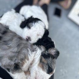 Bernedoodle Puppies from Bernedoodle Bliss