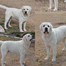 Bullet - Labrador Retriever