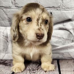 Todd - Dapple male Dachshund puppy in Anaconda, Montana from Williams Family Dachshunds