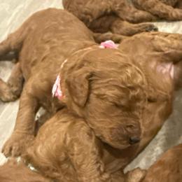 Light Pink collar - Red  female Poodle puppy in Orange, Connecticut from Shamrock’s Poodles