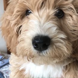 Australian Labradoodle Puppies from Chickadee Labradoodles