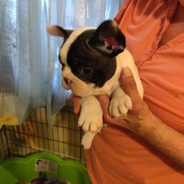 French Bulldog Puppies from Donna Santora