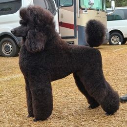 Poodles from Endeavor Standard Poodles
