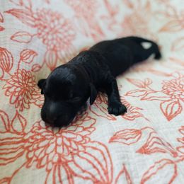 Goldendoodle Puppies from Truly More Doodles