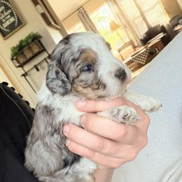 Girl 1 - Merle female Bernedoodle puppy in Grandview, Texas from Big Sky Bernedoodles