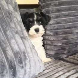 Sadie - Parti female Miniature Schnauzer puppy in Ferndale, Washington from Blackhorse Schnauzers Washington state