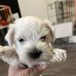 Miniature Schnauzer Puppies from S & S Miniature Schnauzer