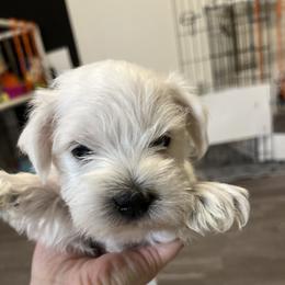 Miniature Schnauzer Puppies from S & S Miniature Schnauzer