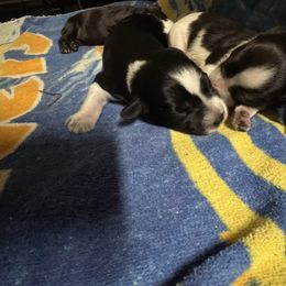 Chloe - Parti female Miniature Schnauzer puppy in Pearland, Texas from K & S Schnauzers