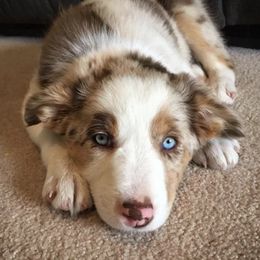Border Collie Puppies from Gold Creek Ranch Border Collies