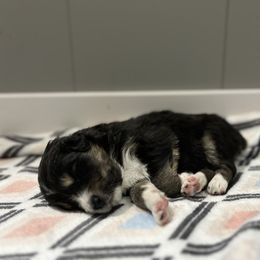 Australian Shepherd Puppies from Juno Homestead Aussies