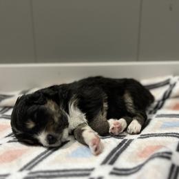 Australian Shepherd Puppies from Juno Homestead Aussies