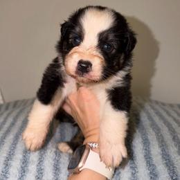 Baked Alaska - Black tri-color male Australian Shepherd puppy in Anniston, Alabama from All Hale Aussies