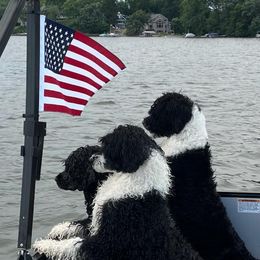 Haven - Portuguese Water Dog