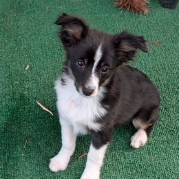 Paul - Black tri male Toy Australian Shepherd puppy in Bly, Oregon from Rockin AC Toy Aussies