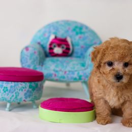 Poodle Puppies from Teacup & Toy Poodles