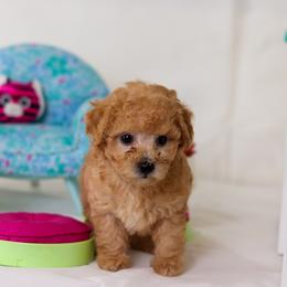 Poodle Puppies from Teacup & Toy Poodles