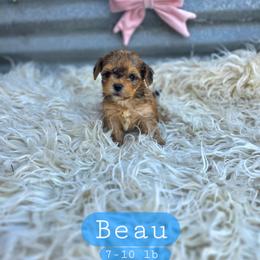 Beau - male Cavapoochon puppy in Bullard, Texas from Cavapoochon Central LLC