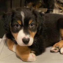 Jay M 3 - Black tri-color Australian Shepherd puppy in Deer Park, Washington from Weber Mt Aussies