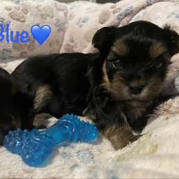 Yorkshire Terrier Puppies from Loyal Littles