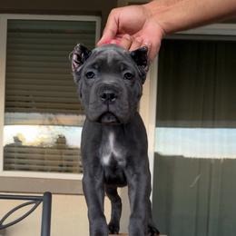 Pink - Gray female Cane Corso puppy in Homeland, California from Dal Deserto Cane Corso