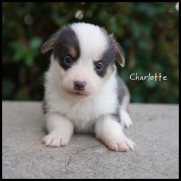 CHARLOTTE - Blue female Pembroke Welsh Corgi puppy in Berea, Kentucky from SunShine Corgis