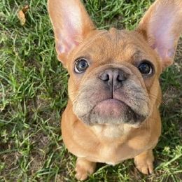 French Bulldogs from The Sophisticated Frenchie