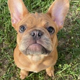 French Bulldogs from The Sophisticated Frenchie