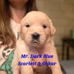 Mr. Dark Blue - Light golden male Golden Retriever puppy in Waynesburg, Ohio from Avalon English Retrievers