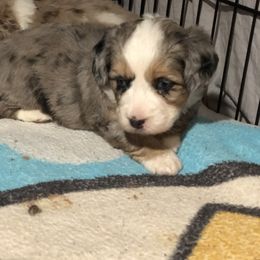 Aussiedoodle Puppies from Ohana Companions