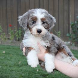 Jade - Blue merle female Bernedoodle puppy in Eagle Mountain, Utah from Fur Real Puppies.