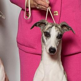 Whippets from Karasar Whippets