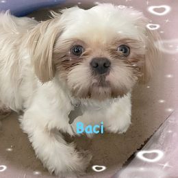 Baci - Shih Tzu