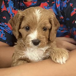 Cavapoos from Pensacola Blue Cavapoos