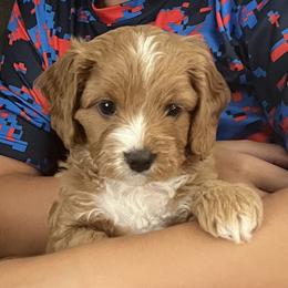Cavapoos from Pensacola Blue Cavapoos