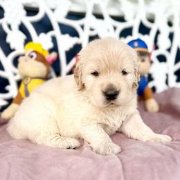 Tracker - Light golden male Golden Retriever puppy in Oregon from Bliss Retrievers