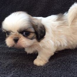 Shih Tzu Puppies from Su Dee's Shih tzus