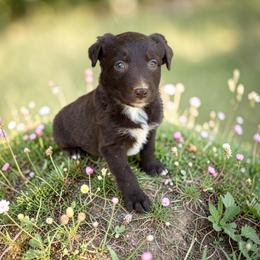 Dolce - Red tri-color female Australian Shepherd puppy in Statesville, North Carolina from Charming Australian Shepherds