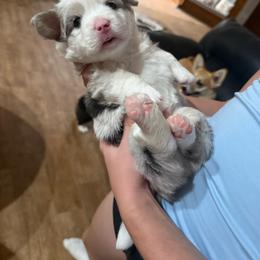 Atlas - Blue merle and white male Cardigan Welsh Corgi puppy in Atascadero, California from California Corgis and Kunes