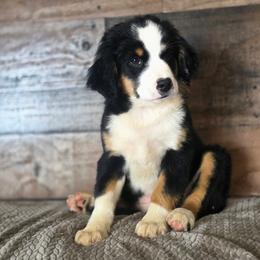 Cashew - Black tri female Miniature Australian Shepherd puppy in Killen, Alabama from Wilkers Wholehearted Mini Aussies