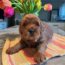 Goldendoodle Puppies from BB Doodles