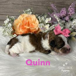Quinn - Brown and white female Bernedoodle puppy in Heyworth, Illinois from Cobble Creek Puppies