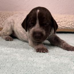 German Shorthaired Pointer Puppies from Lipan Creek German Shorthaired Pointers