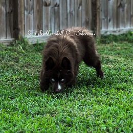 Tusk - Red and white male Siberian Husky puppy in Deer Park, Texas from SouthernBell Siberian Huskies