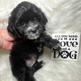 Tucker - Black male Yorkipoo puppy in Apple Valley, California from Boujeepups
