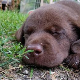 Labrador Retrievers from Dunn’s Marsh Labradors
