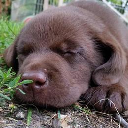 Labrador Retrievers from Dunn’s Marsh Labradors