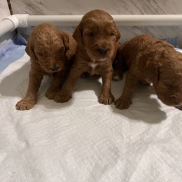 Goldendoodle Puppies from GG's Doodles